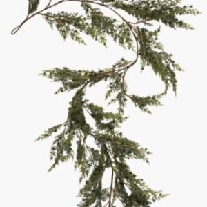 Whispering köynnös