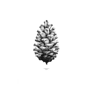 Paper Collective 1:1 Pine Cone juliste valkoinen, 50x70 cm