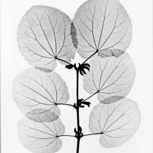 Fine Little Day Katsura juliste 70 x 100 cm