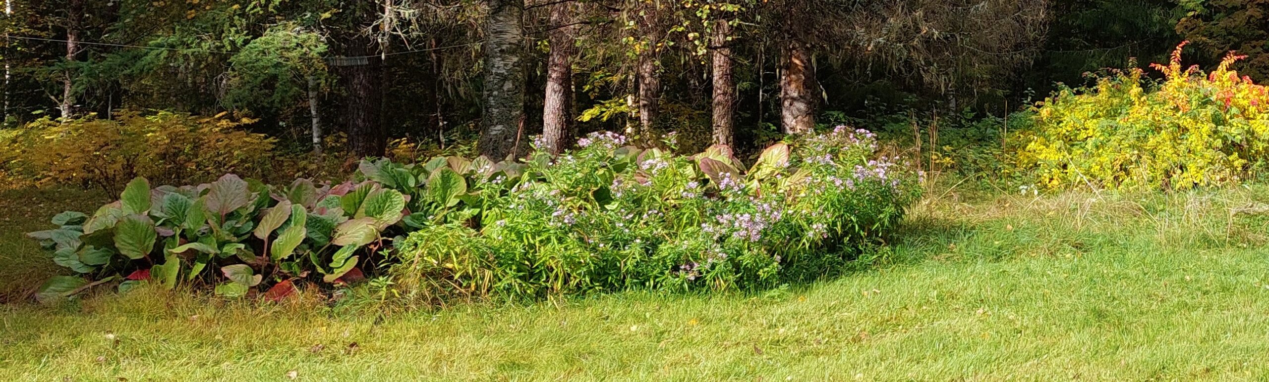 Pihan kevättyöt - Opas kevään puutarhatöihin