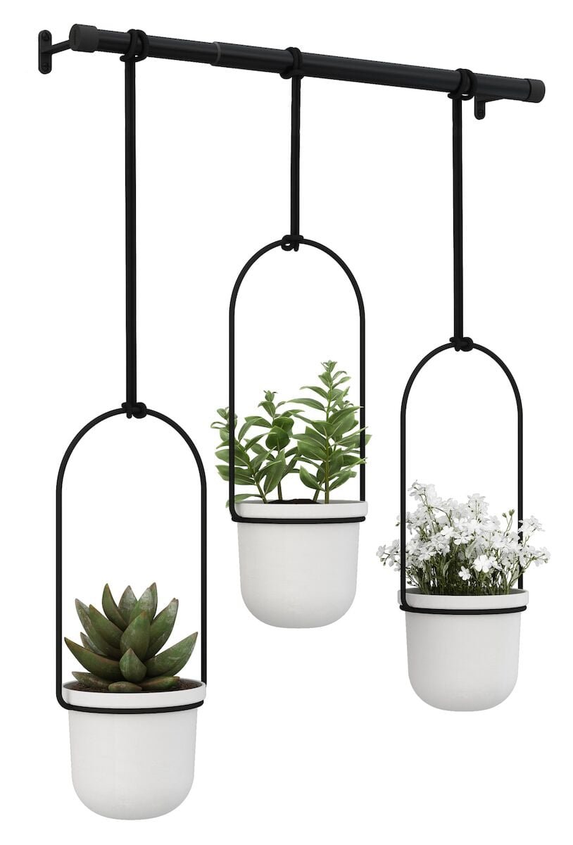 umbra-triflora-roikkuva-kukkateline-pieni-valkoinen-musta