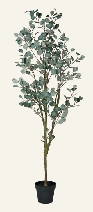 eucalyptus-tree-large-viherkasvi-vihrea