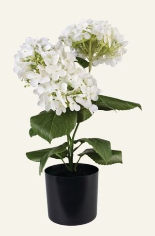 hortensia-stor-viherkasvi-valkoinen