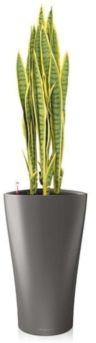 sansevieria-anopinkieli-tekokasvi-nippu-keltainen