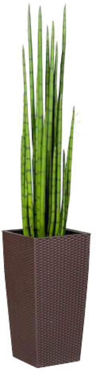 sansevieria-keihasanopinkieli-tekokasvi-nippu-118-cm