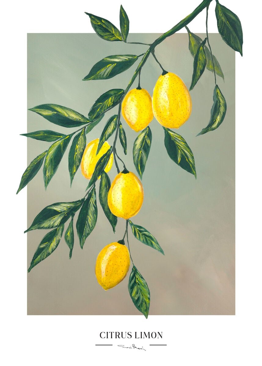 kaverini-sitruspuu-juliste-30x40-cm