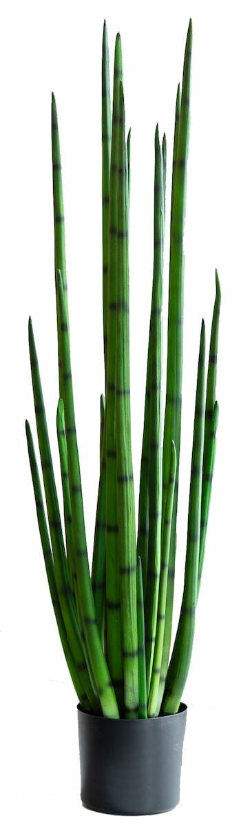 sansevieria-keihasanopinkieli