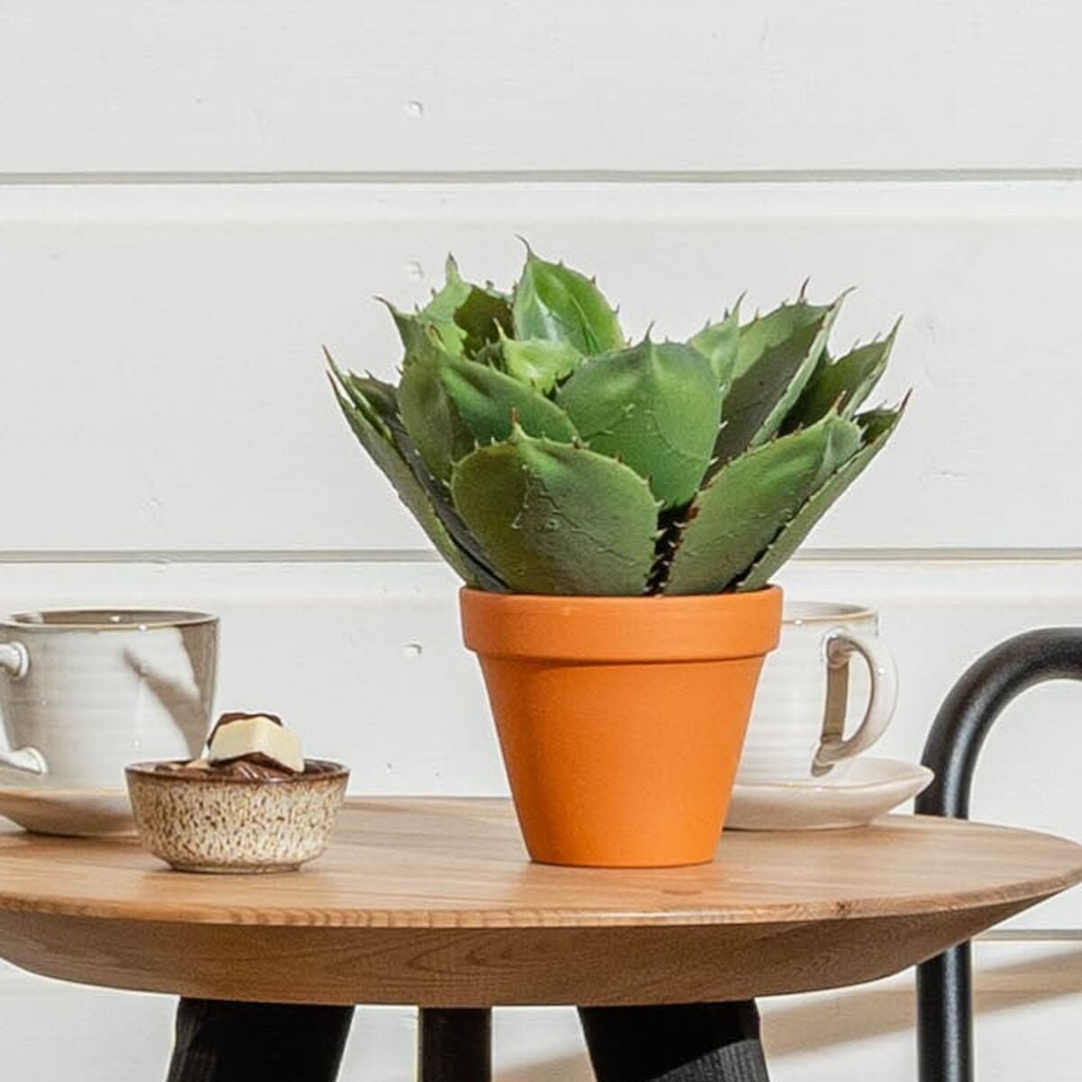 Agave Palmeri 20 cm tekokasvi