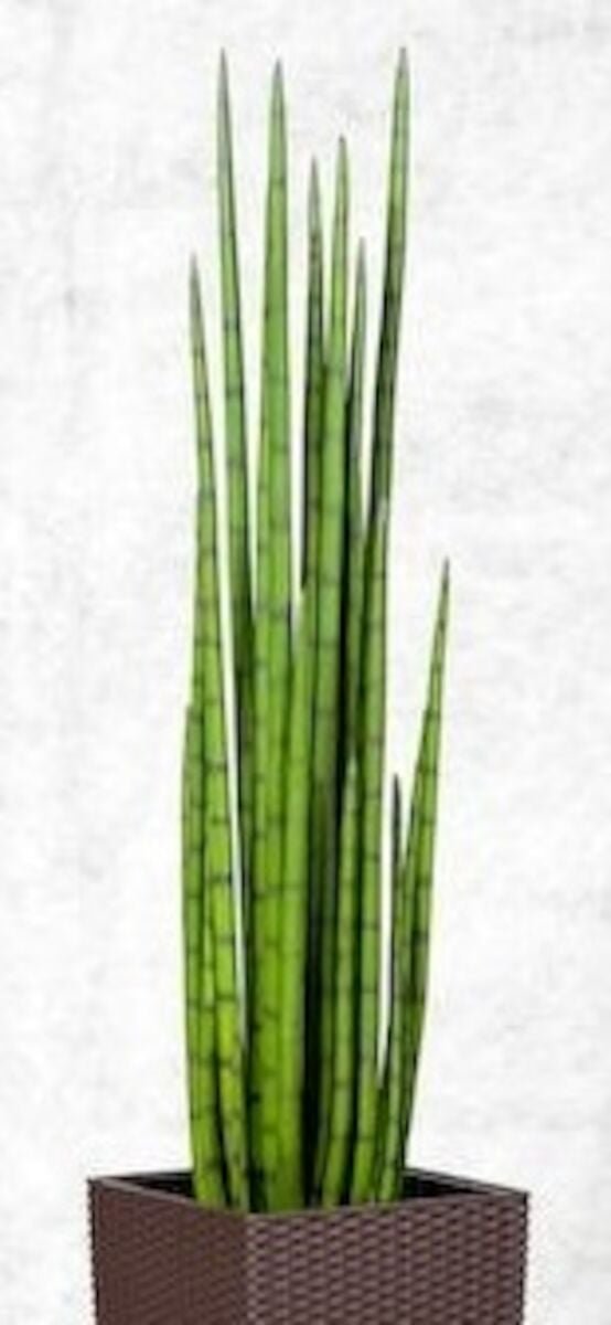 Sansevieria keihäsanopinkieli nippu 90 2/2
