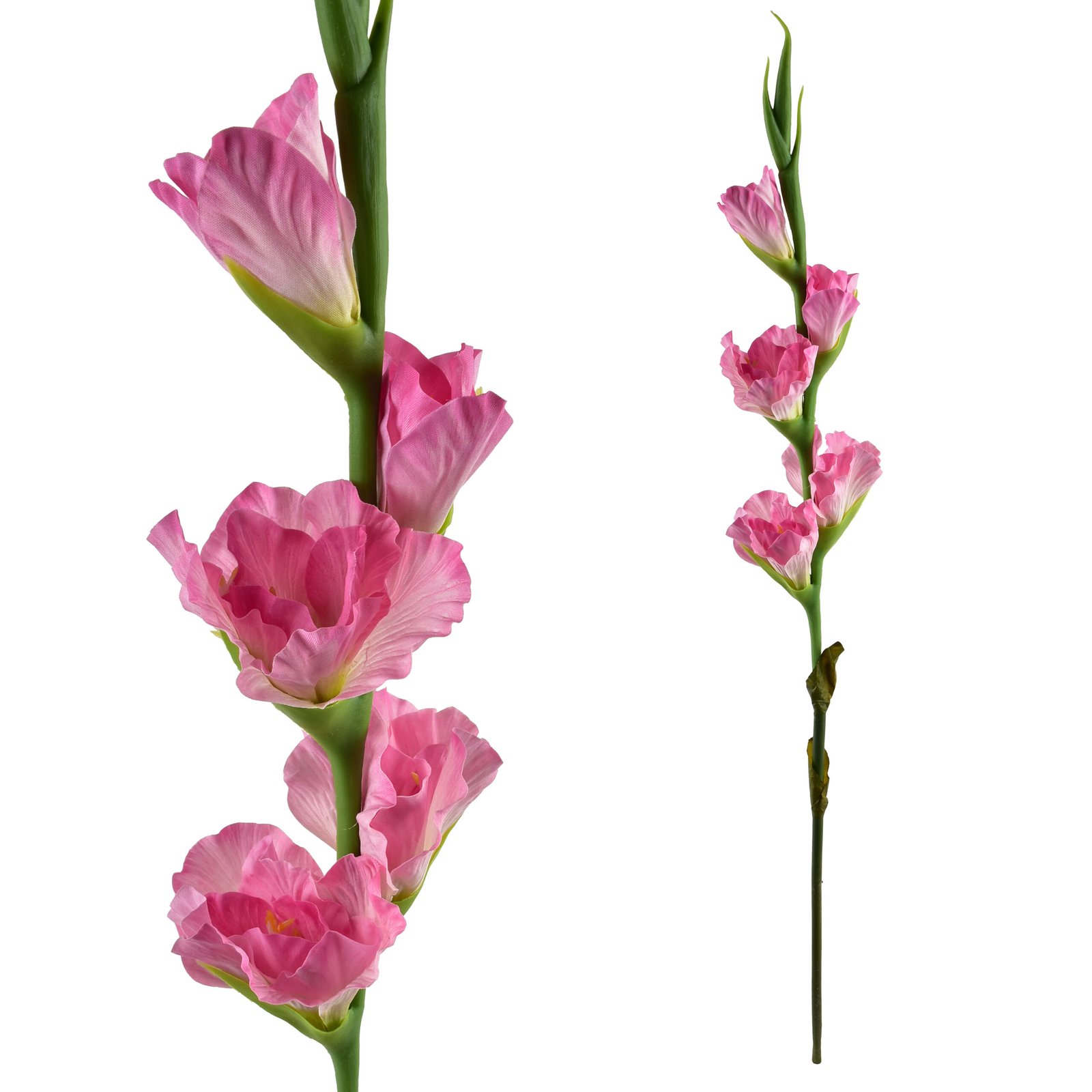 Tekogladiolus Prima MONDEX Viridis 85 cm vaaleanpunainen 1 kpl