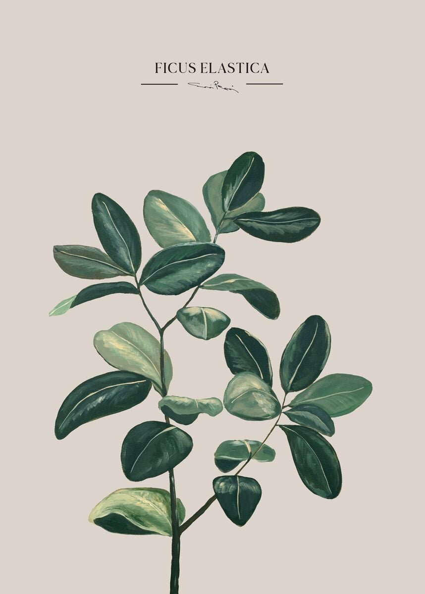 Kaverini Kumiviikuna juliste 50x70 cm