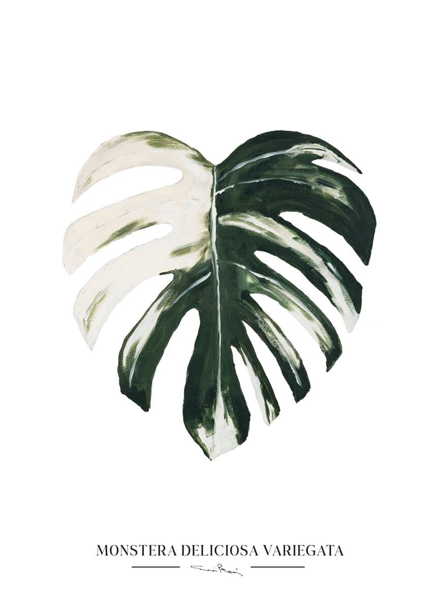 Kaverini Monsteran lehti juliste 30x40 cm