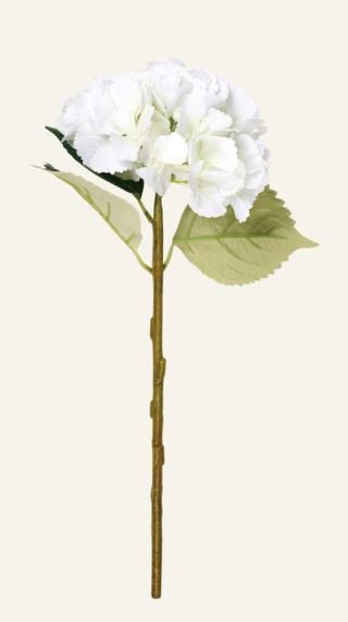 Hyndrangea S kukka valkoinen