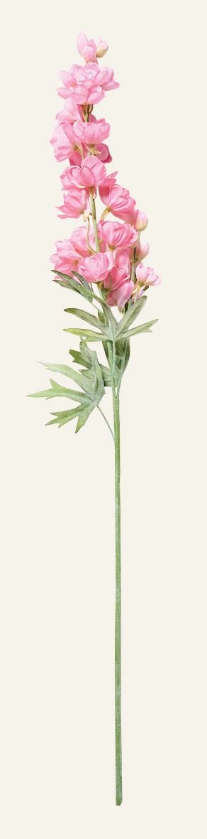 Delphinium L kukka roosa