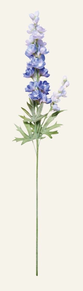 Delphinium L kukka sininen
