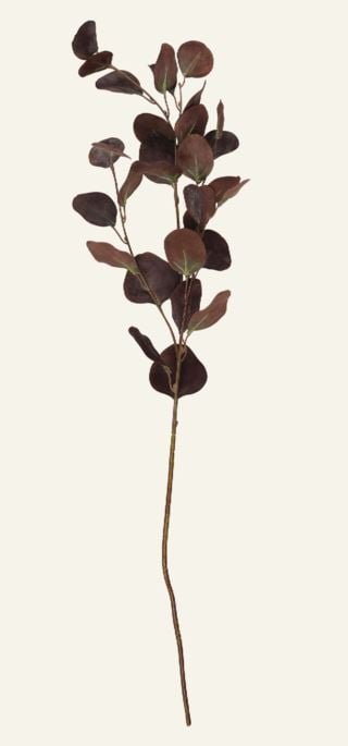 Eucalyptus big oksa tummanruskea