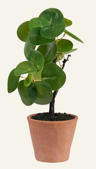 Pilea viherkasvi vihreä