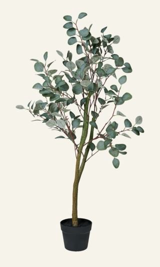 Eucalyptus tree viherkasvi vihreä