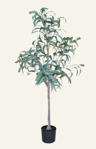 Eucalyptus curved leaves viherkasvi vihreä