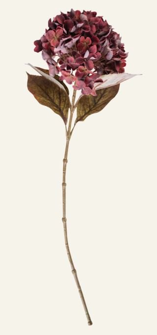Hortensia kukka viininpunainen