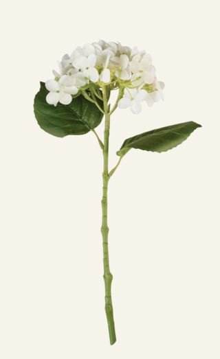 Hortensia kukka valkoinen