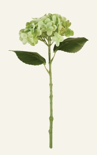 Hortensia kukka vihreä