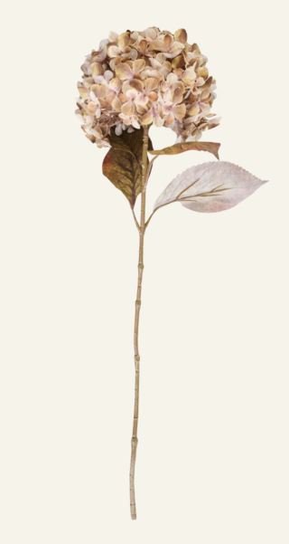 Hortensia kukka beige