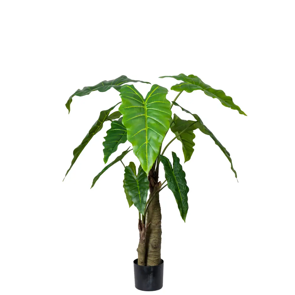 Mr Plant, Alokasia-puu 120 cm