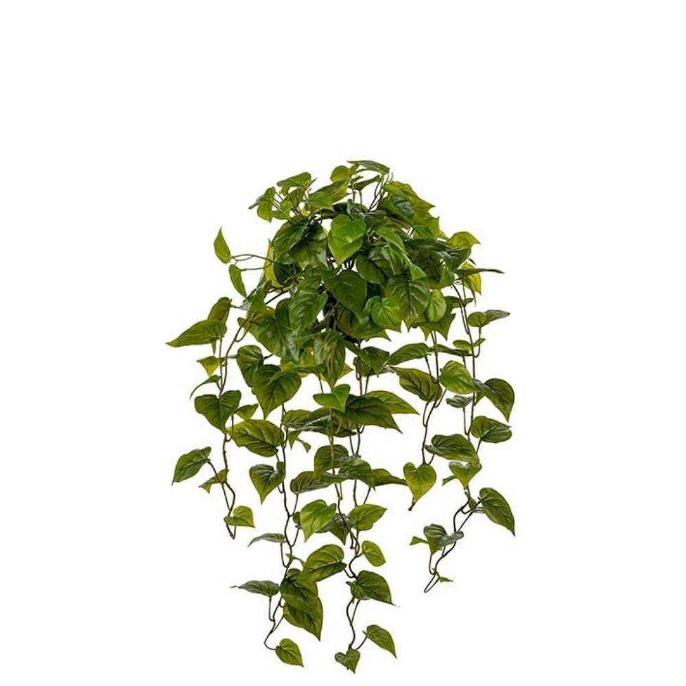 Mr Plant, Kultaköynnös Vihreä 30 cm