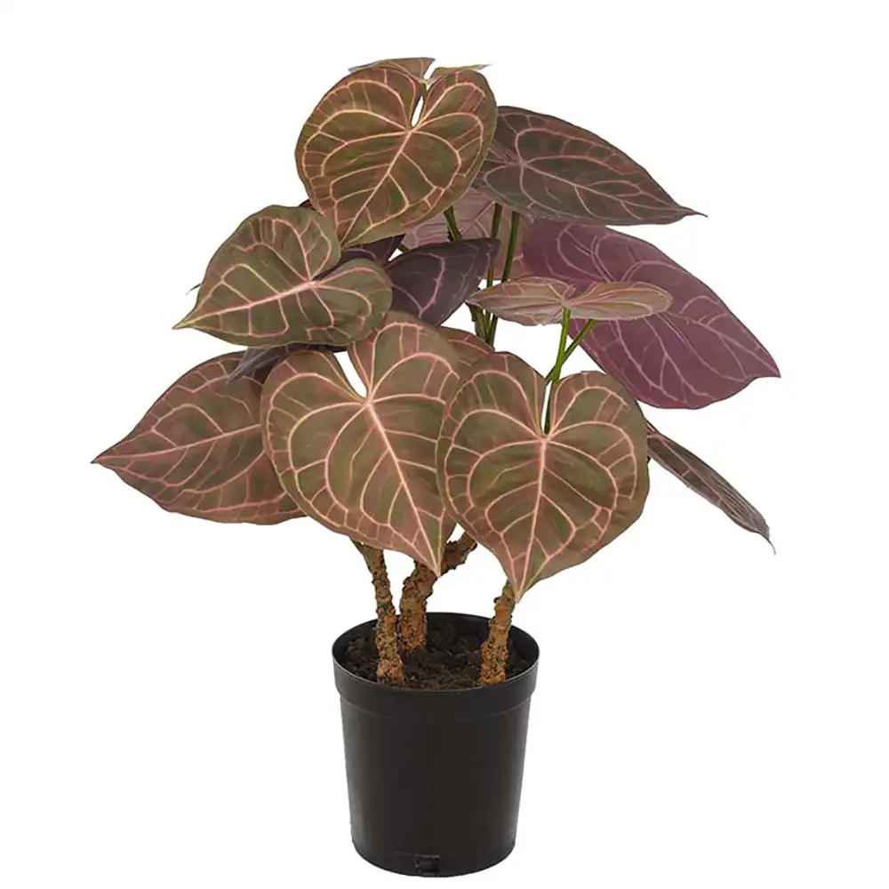 Mr Plant, Anthurium Huonekasvi 60 cm