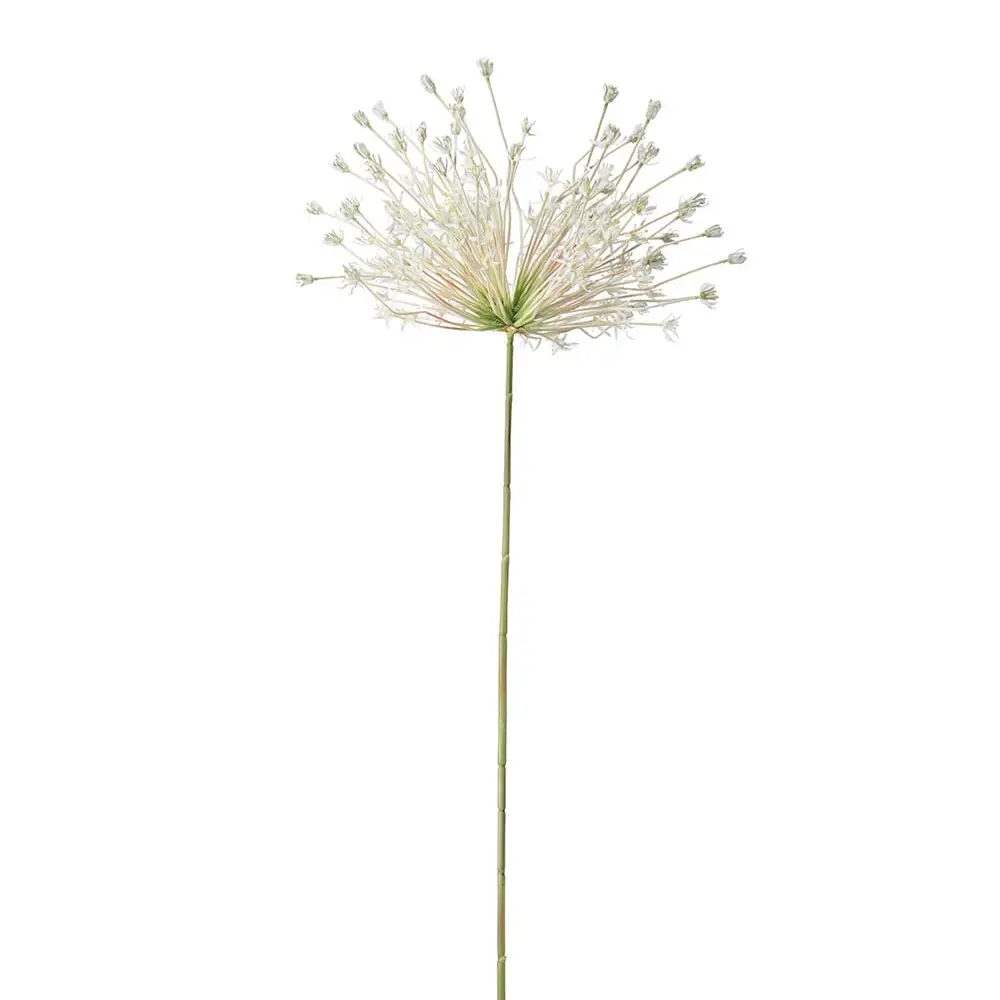 Mr Plant, Allium White 125 cm