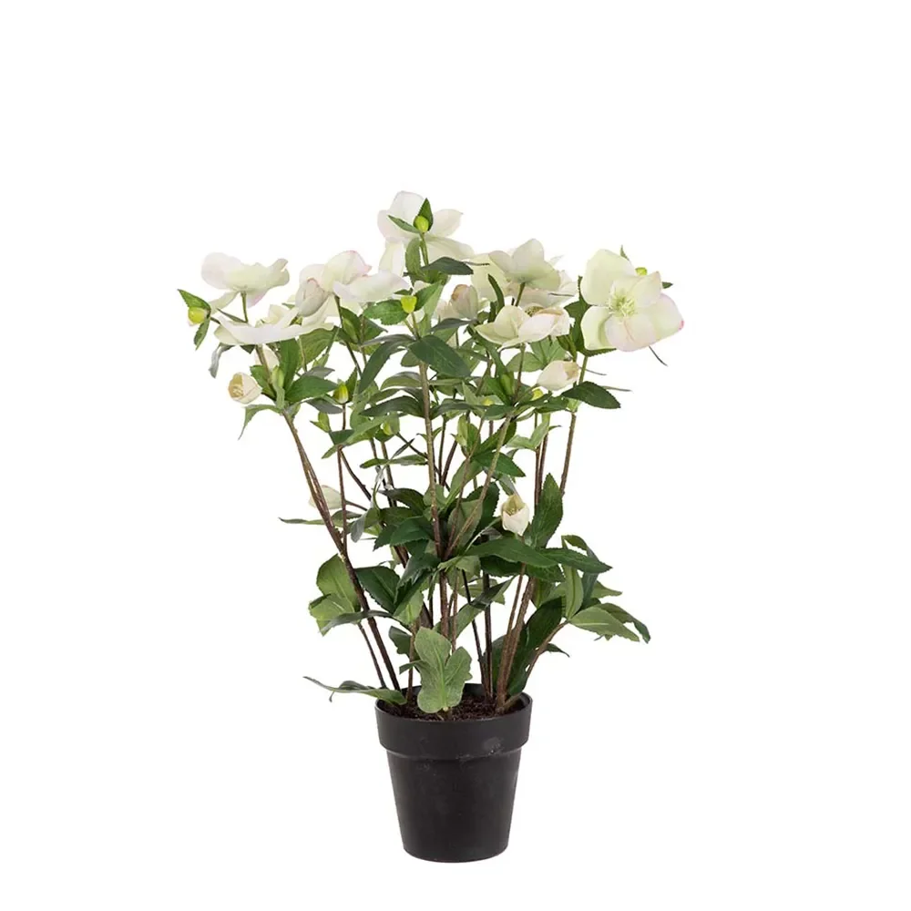 Mr Plant, Helleborus ruukussa 55 cm  Valkoinen
