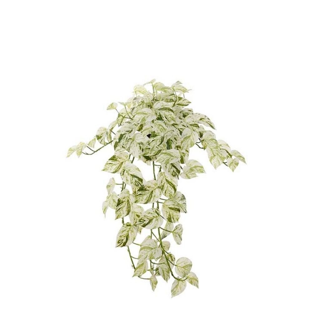 Mr Plant, Kultaköynnös 28 cm