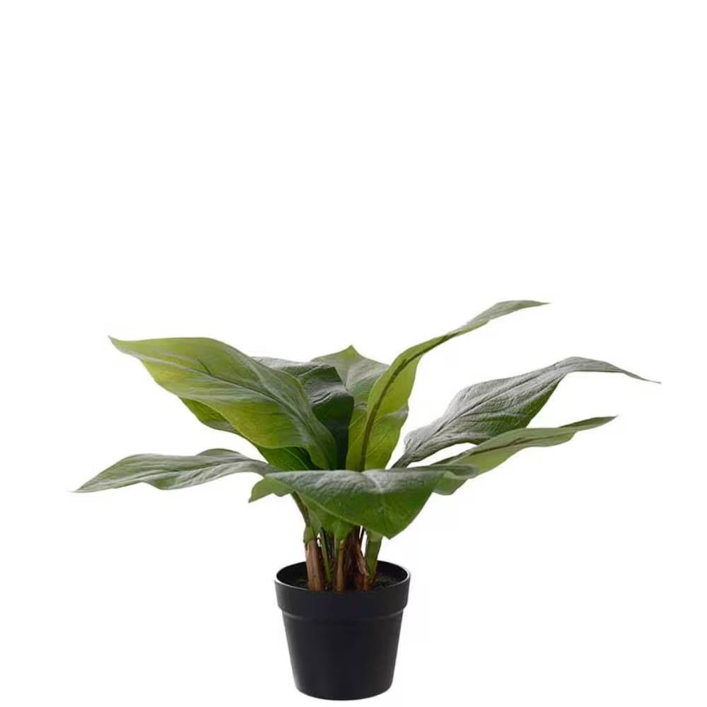 Mr Plant, Anthurium vihreä ruukkukasvi 45 cm