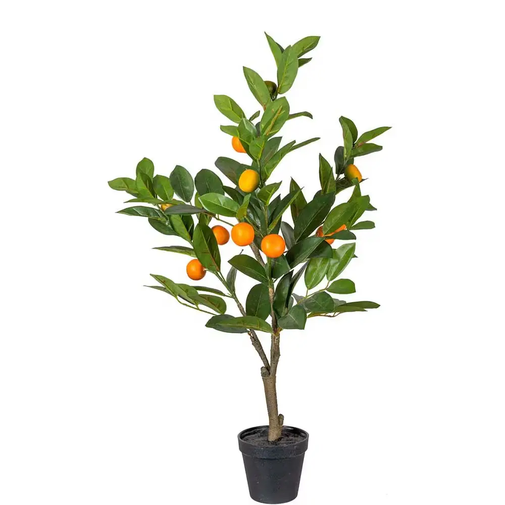 Mr Plant, Sitruspuu Vihreä 70 cm