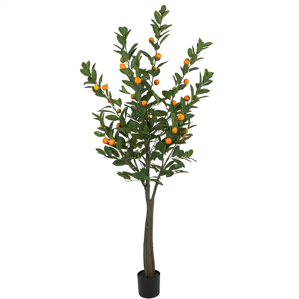 Mr Plant, Sitruspuu 180 cm