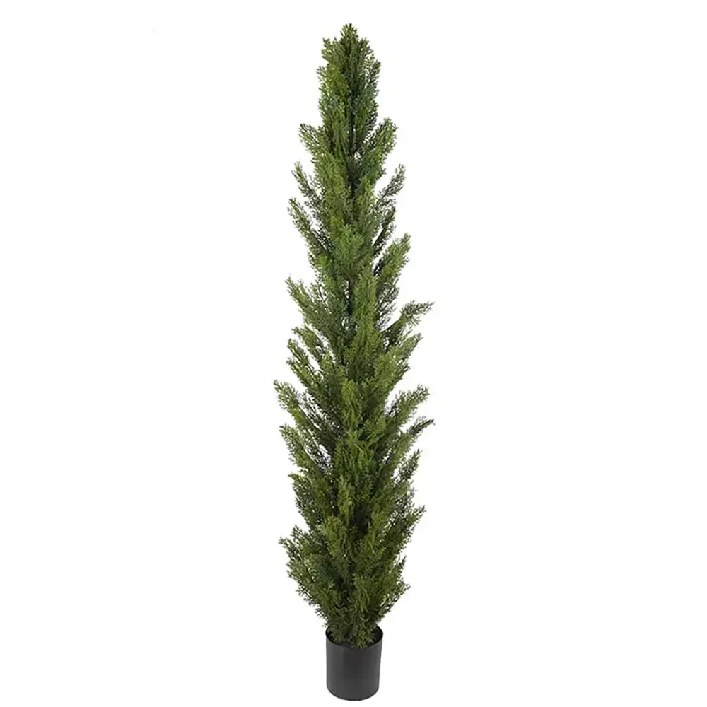 Mr Plant, Sypressipuu 90 cm
