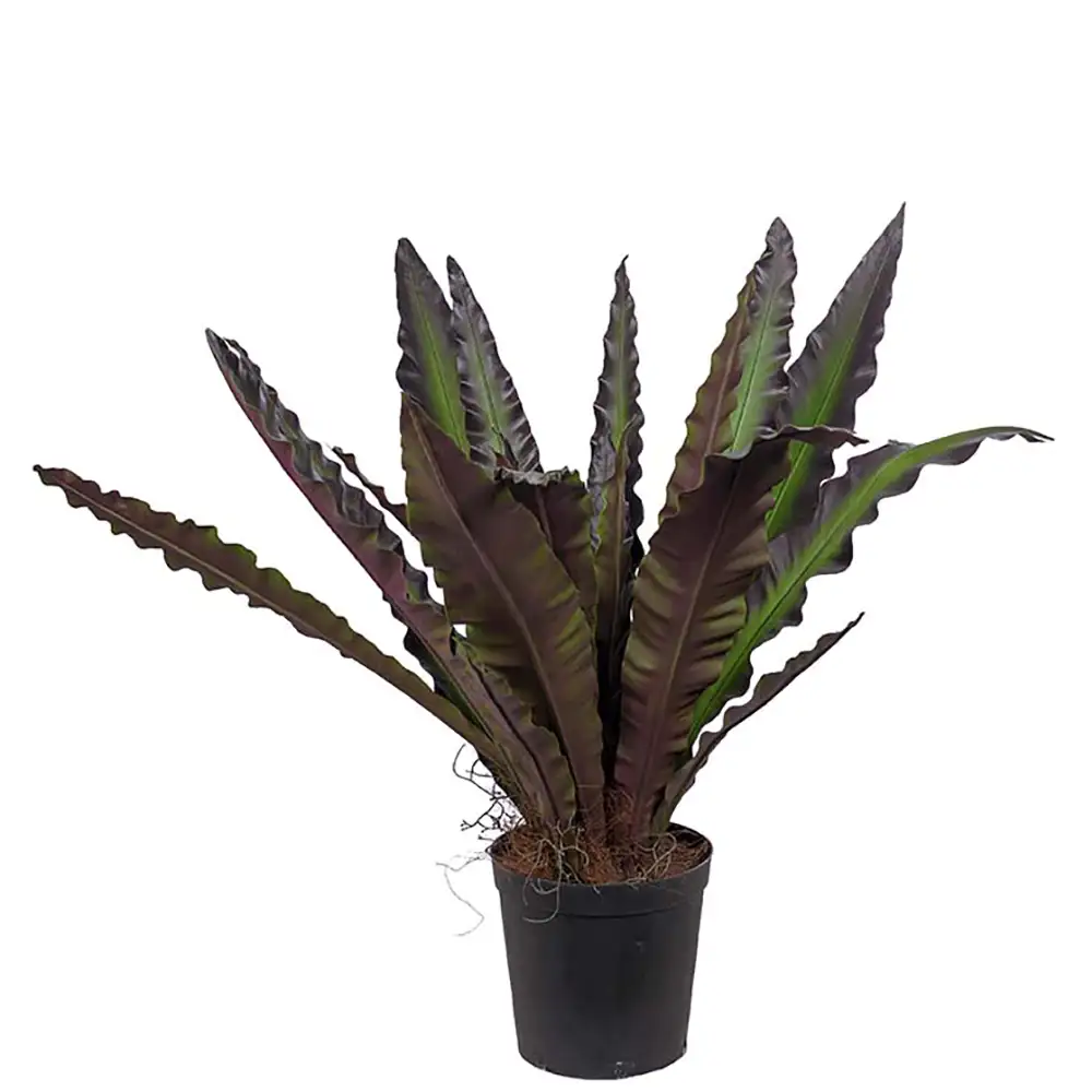 Mr Plant, Asplenium Puu 90 cm