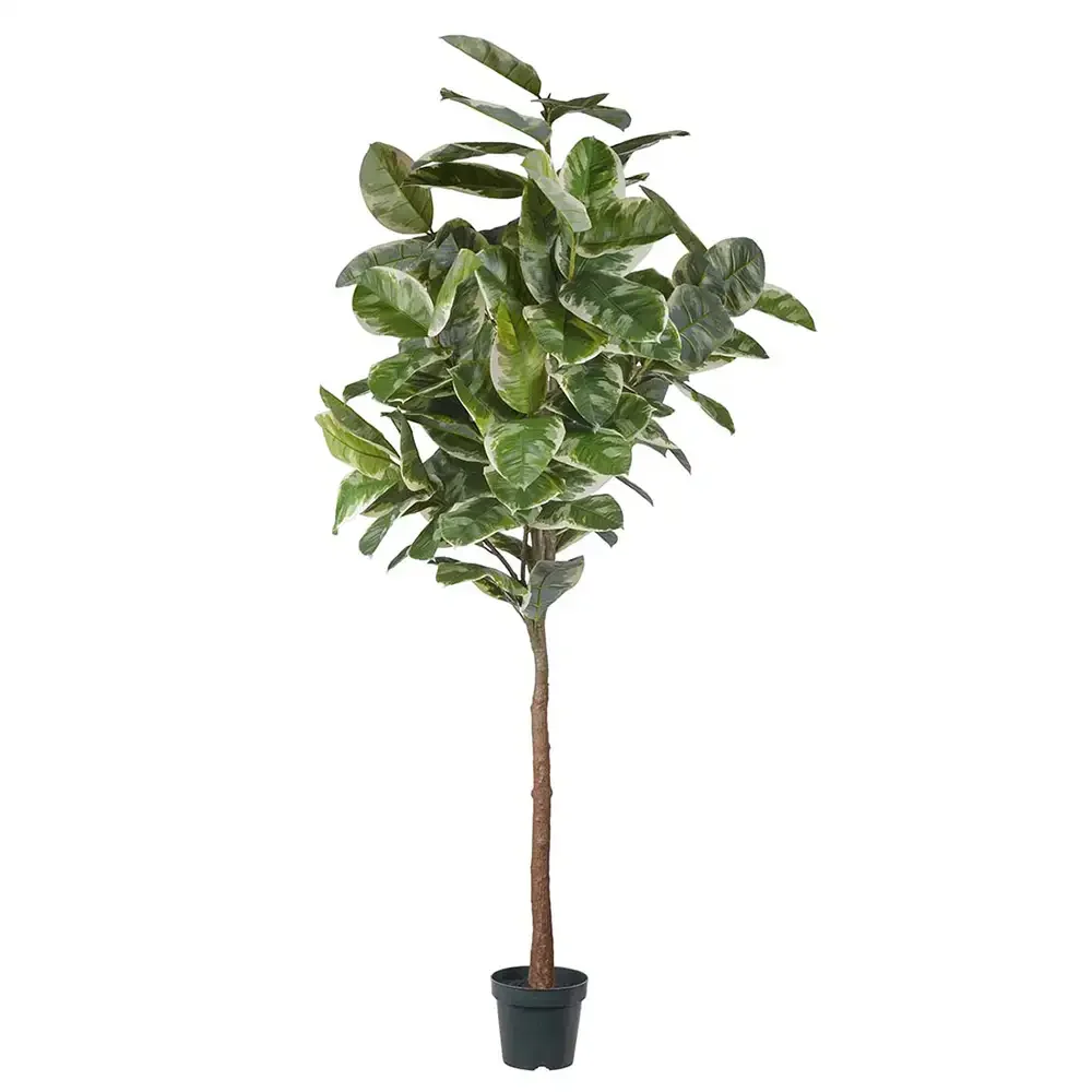 Mr Plant, Viikuna Elastica 240 cm