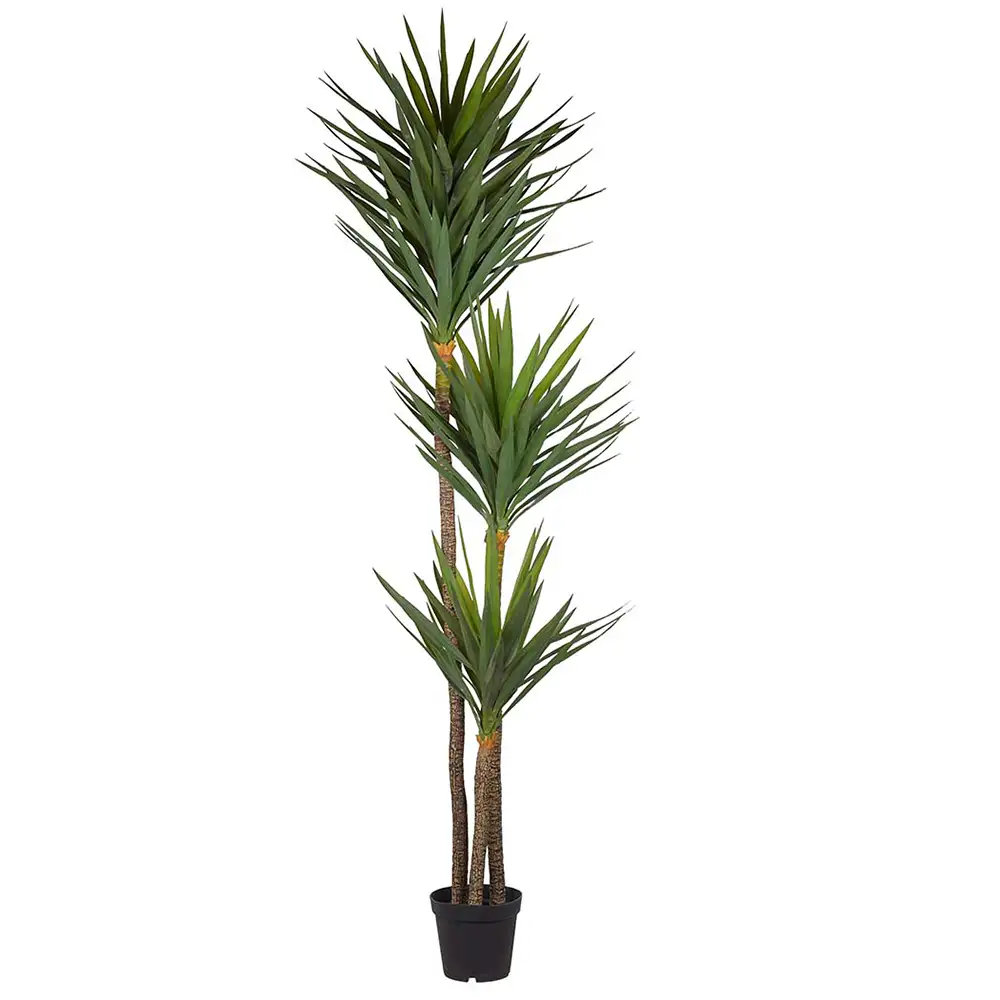 Mr Plant, Jukka Puu 250 cm