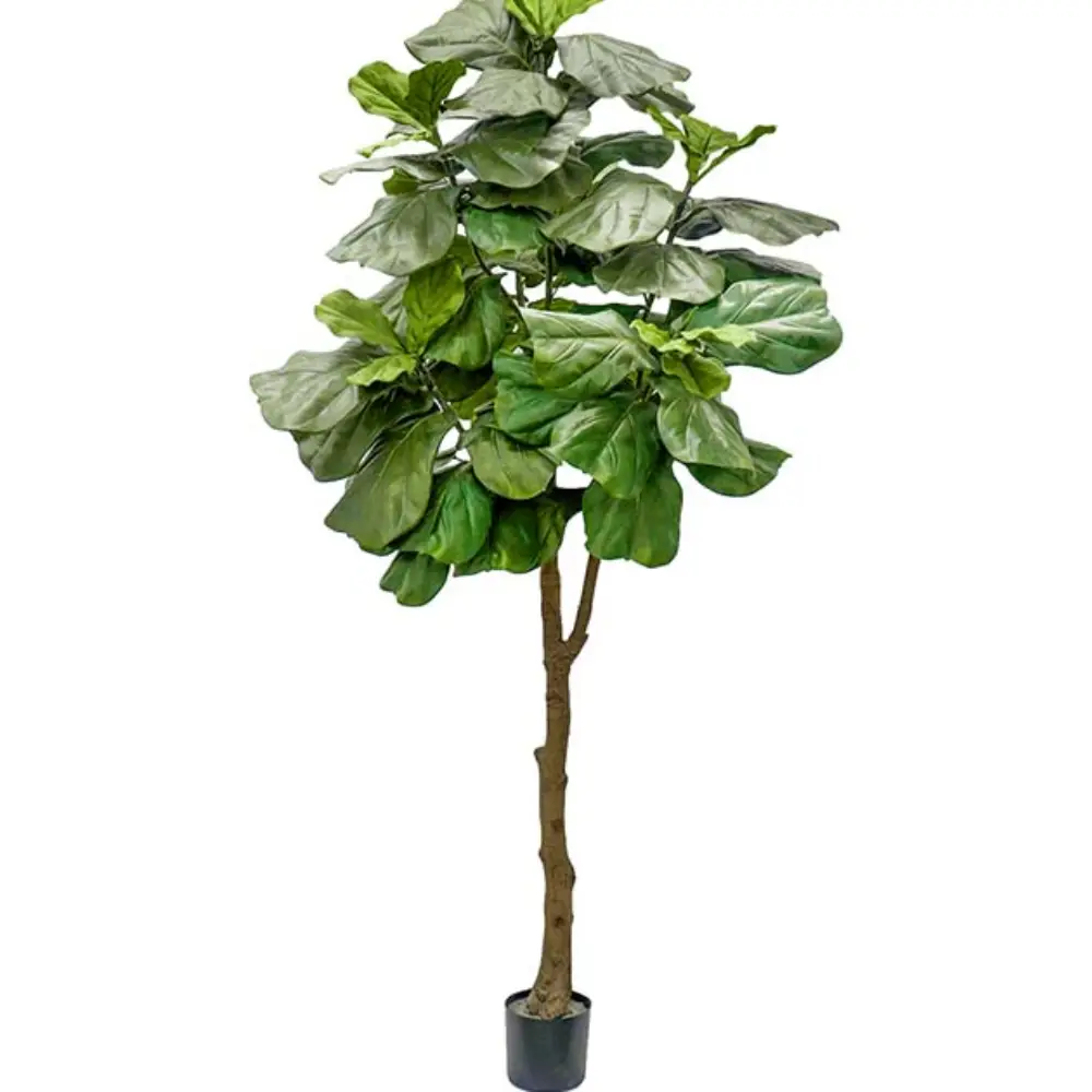 Mr Plant, Viululehtifikus ruukku 240 cm