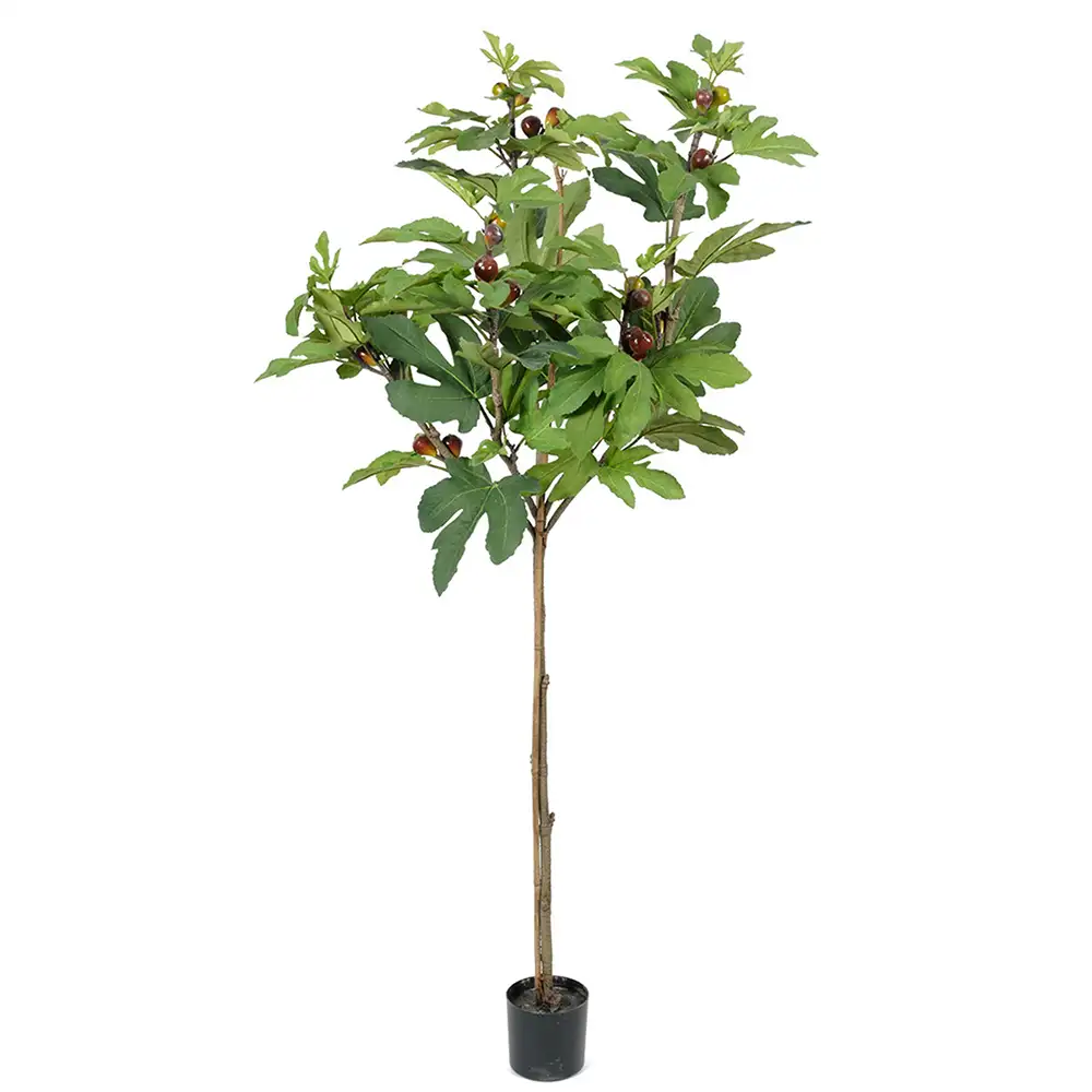 Mr Plant, Viikunapuu 150 cm