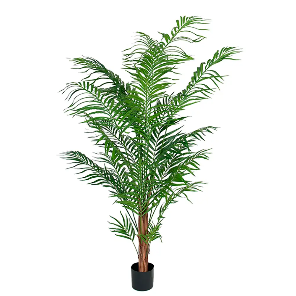Mr Plant, Arecapalmu 150 cm