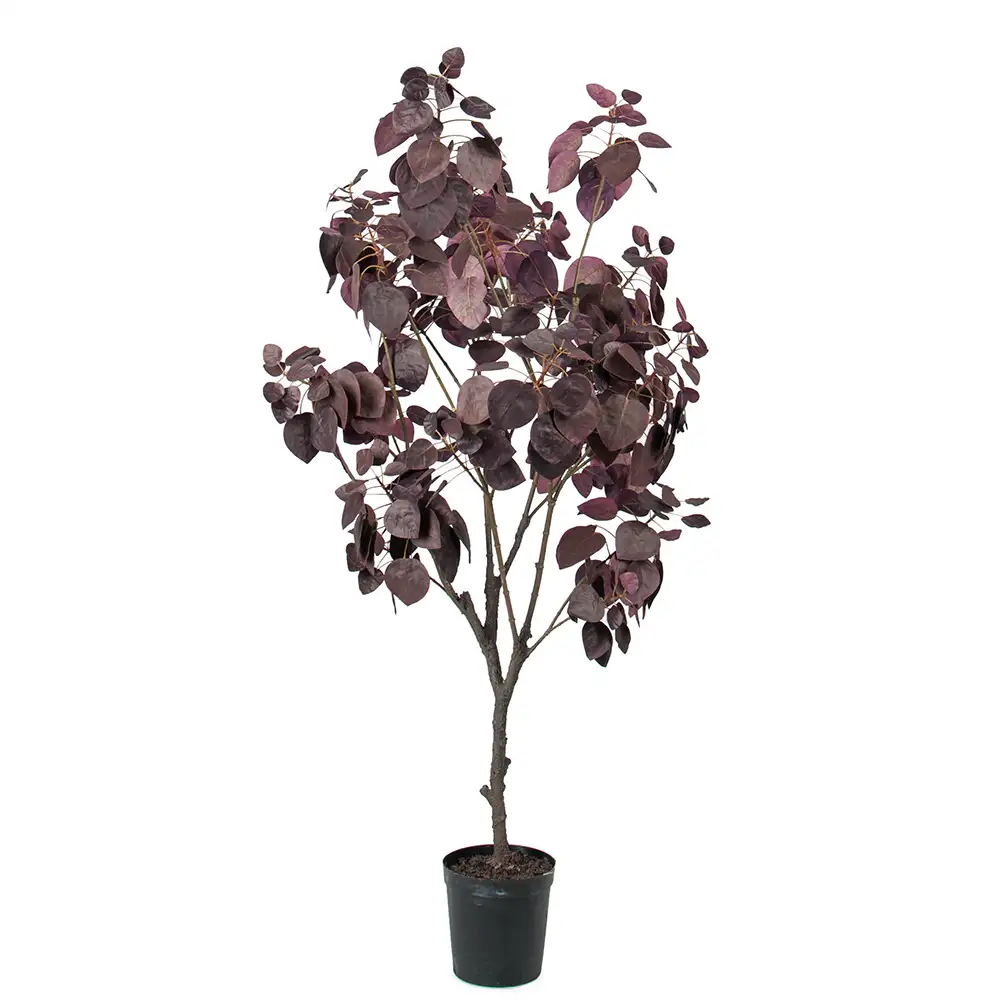 Mr Plant, Cotinus Puu 140 cm