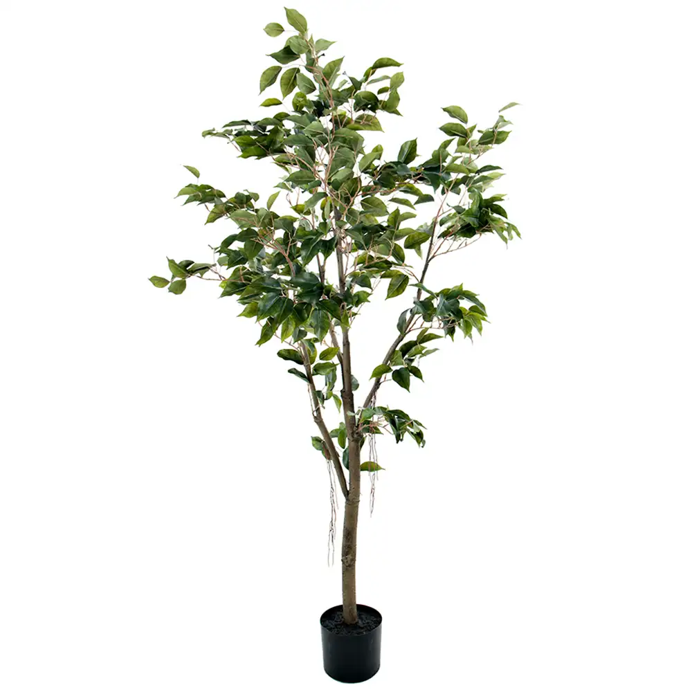 Mr Plant, Benjamin Viikuna 150 cm