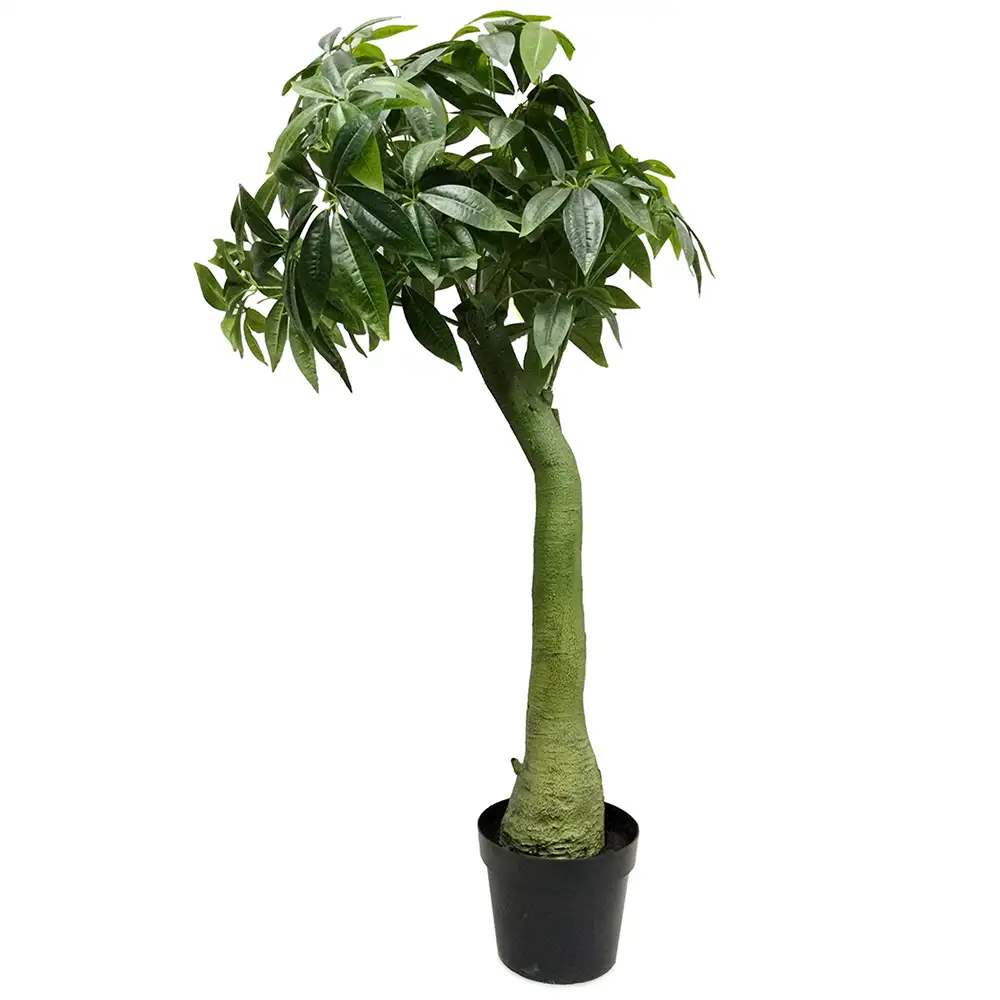 Mr Plant, Pachira Puu 160 cm