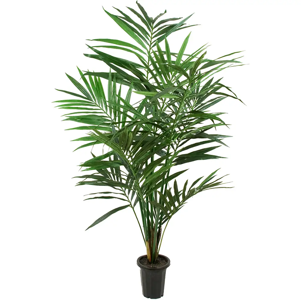 Mr Plant, Kentiapalmu 150 cm