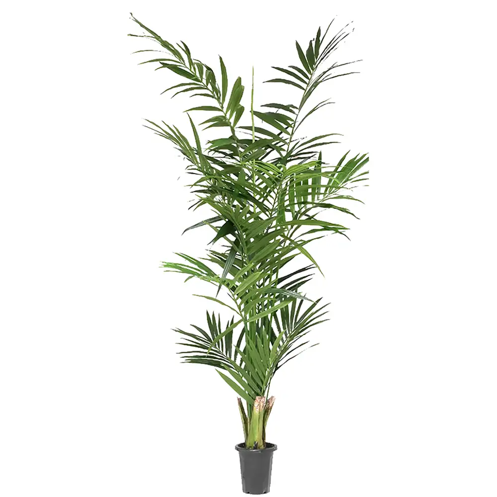 Mr Plant, Kentiapalmu 210 cm