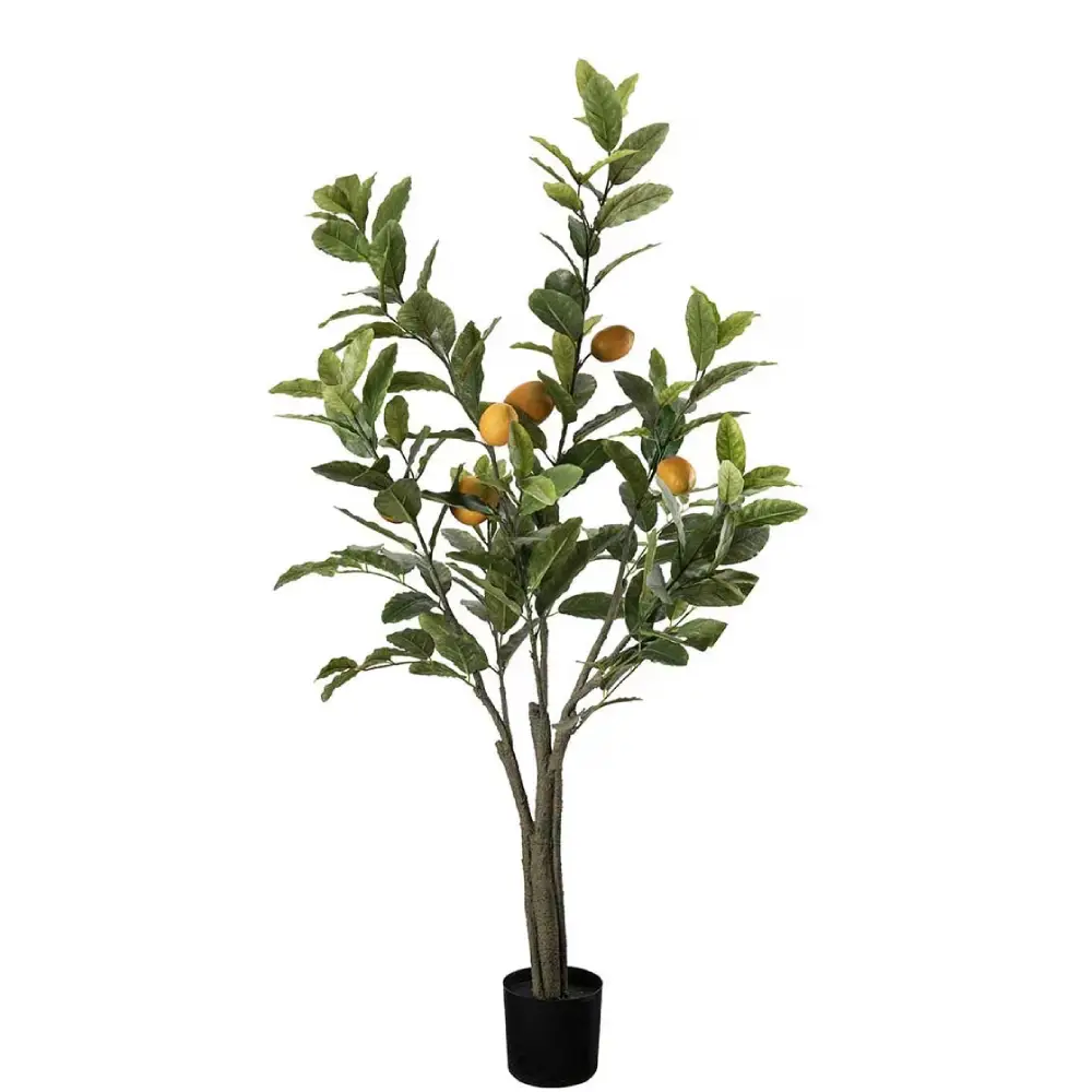 Mr Plant, Sitruunapuu Vihreä 120 cm