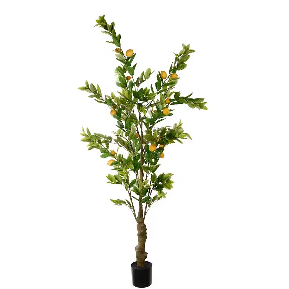 Mr Plant, Sitruunapuu Vihreä 240 cm